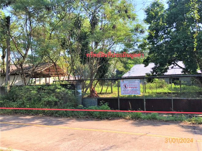 มะขามเตี้ย เมืองสุราษฎร์ธานี สุราษฎร์ธานี